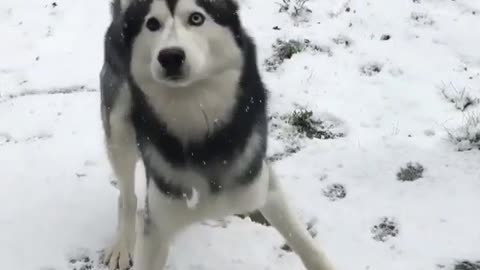 Husky dancing in the snow, so cute