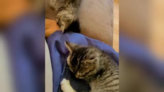 Kitties Napping