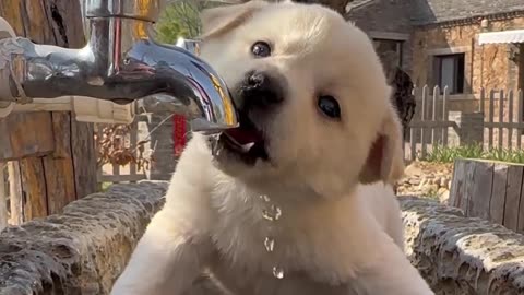 Funny Cute Dog Pup viral