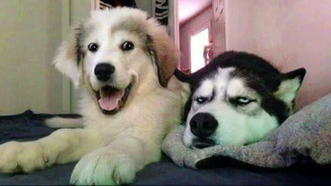 There are two types of DOGS in the world 🤣