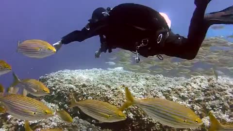 Amazing Fish Underwater