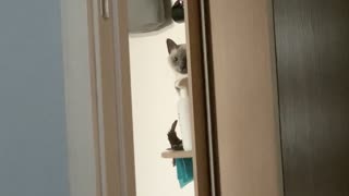 Cat Pushing Things off the Shelf