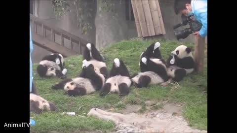 Clumsy baby panda || Cutest complition