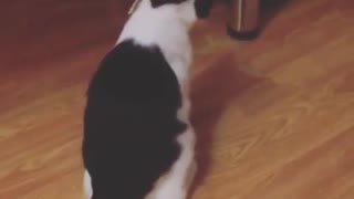 Cat moves under cuban pete