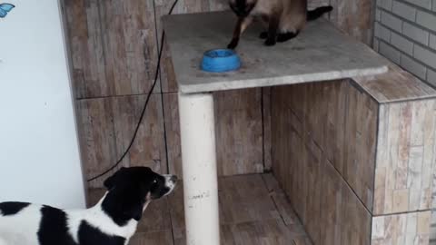 Cahorra querendo comer comida do gato