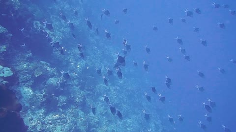 Deep Underwater video