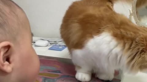 First Contact a cat trying to kiss a baby