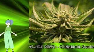 ALPHA KING – Christiania Seeds