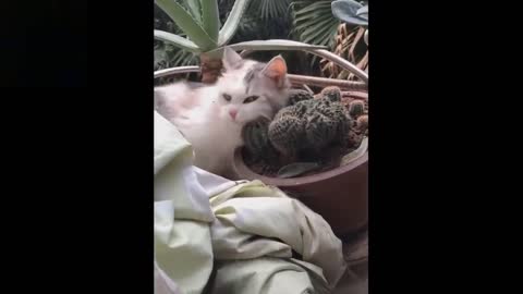 Cute Funny Baby Pets