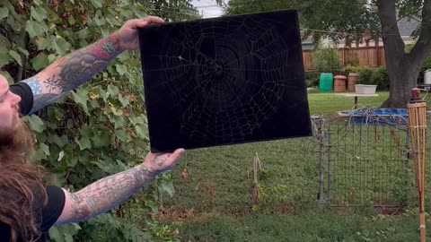 Preserving an Abandoned Spiderweb