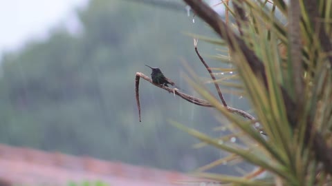 Hummingbird enjoying the rain 🐦🌳⚡🌧🌧🌧😍