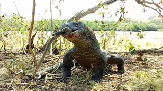 Komodo Dragon Munches on a Monkey