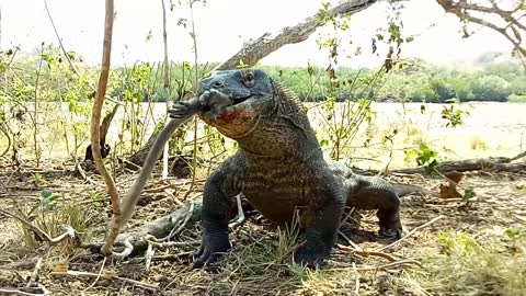 Komodo Dragon Munches on a Monkey