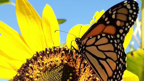 Monarch Butterflies Need Our Help