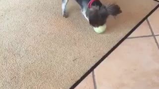 Lucy enjoys tennis ball