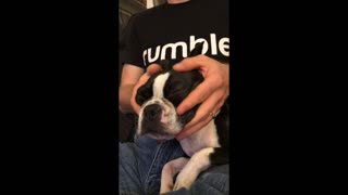 Puppy gets relaxation during facial massage