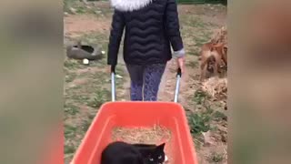 Black cat carried in red wheelbarrow