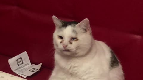 Old Cat Sits in Stall like a Human