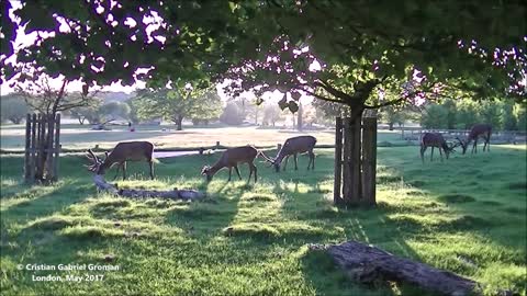 Wonderful Deer in Richmond Park - London. A Dream and Serene Location