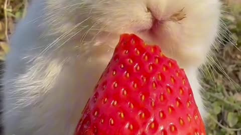 Rabbit eating strawberry 🤤