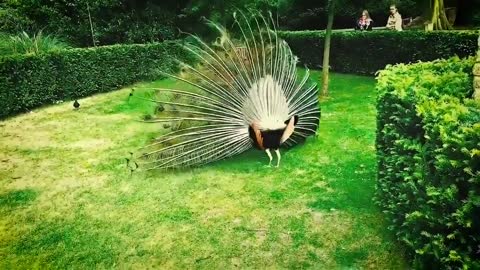 Peacock Mating _ How Do Peacock Mating Real Video _ Wild Animals Mating _मोर और मोरनी का आकर्षण.mp4