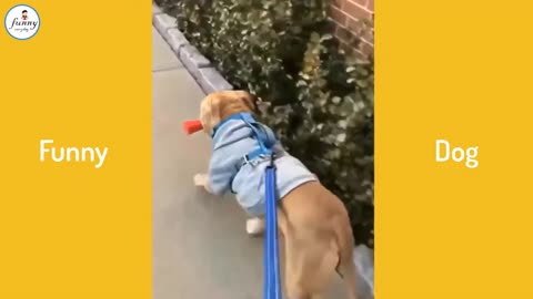 Funniest Animals, Funny animal videos can't help but laugh!!!! 🤪😹🐶