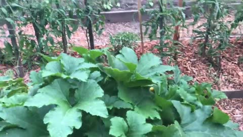 Volunteer pumpkin plant taking over!🙃