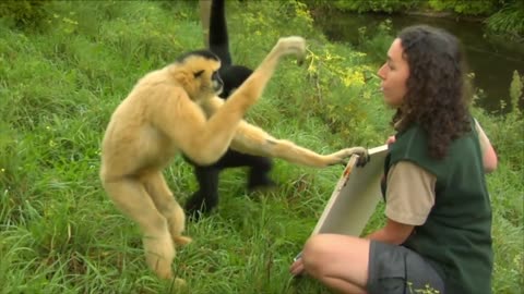 Cute Gibbons Playing & Climbing