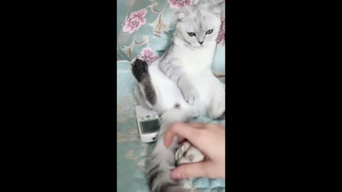 Lazy kitten)