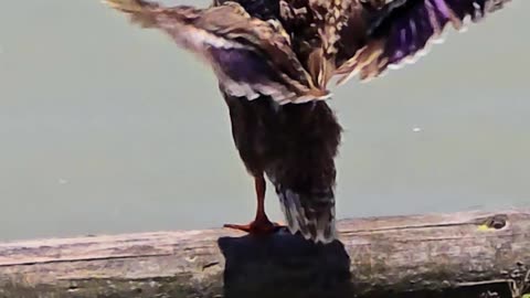 Duck shakes its plumage in slow motion / beautiful bird.