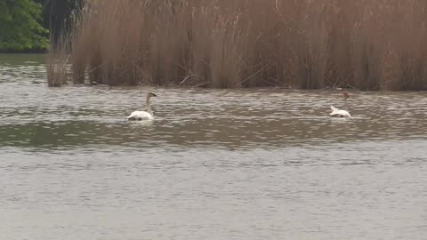 467 Swans enjoying the day.