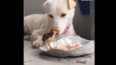 dog and baby chicken friends
