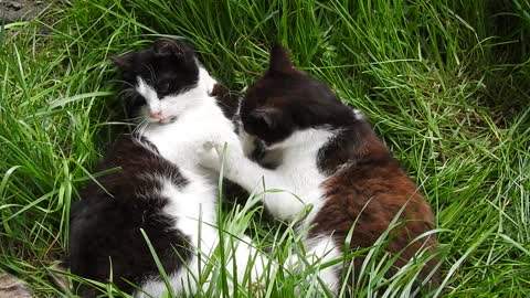 Two cats beat each other on the grass