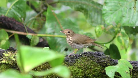 The most beautiful birds in HD