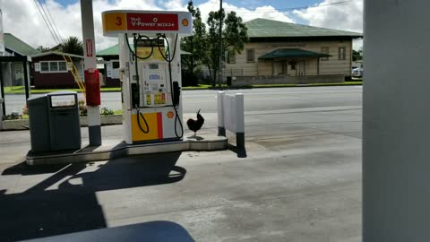 Real Chickens Show Up At Gas