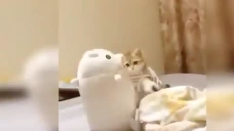 Baby Cats Cute and Funny Cat Videos Compilation # tanukumarii