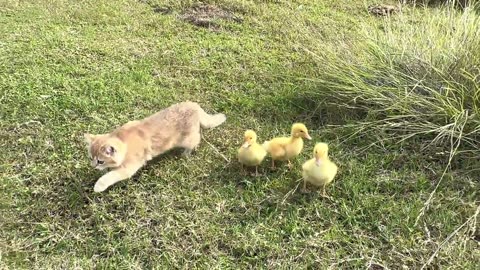 The kitten takes three ducklings on an outdoor trip! happy duck🐥😽