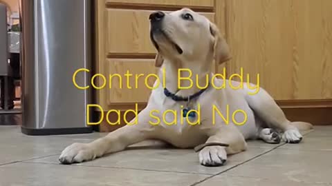 Labrador dog training