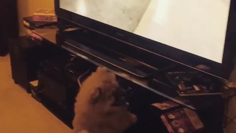 Puppy watches video of his first day at school