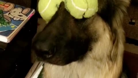 German Shepherd hilariously balances tennis ball on her eyes