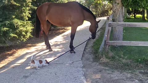 Dog Plays Tug-of-War With Horse