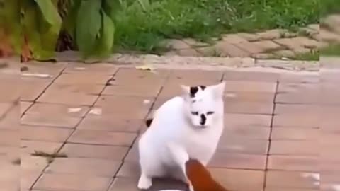 #funny #funnyvideo #cat