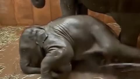 Baby elephant enjoy his days