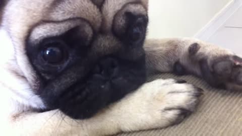 Pug cute