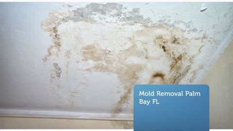 Professional Mold Removal and Remediation in Palm Bay FL