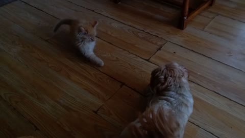 Cat and Dog face off(actually friends)