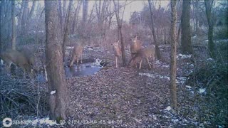Backyard Trail Cams - 7 Deer at Pond
