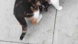 Cat playing with kitten sooo precious 😍😻
