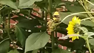 Bird eating sunflower..