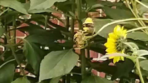 Bird eating sunflower..